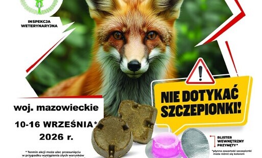 Zdjęcie do Szczepienie lis&oacute;w przeciwko wściekliźnie